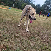 Bailey is registered to the contest to win money with this photo: animal, canine, casual, collar, daytime, dog, field, grass, leash, nature, outdoor, panting, park, people, playing, recreation, sky, tongue, trees, walking