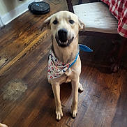 Bailey joined the competition — help win amazing prizes! animal, bandana, birthday, canine, celebration, chair, cute, dog, domestic, floor, friendly, fur, home, indoor, pet, sitting, smiling, tablecloth, vacuum_cleaner, wooden_floor