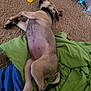 Bailey is registered to the contest to win money with this photo: blanket, blue_blanket, carpet, collar, cozy, dog, domestic, floor, fur, green_blanket, indoor, paw, pet, puppy, relaxed, resting, sleeping, tail, toy, young_dog