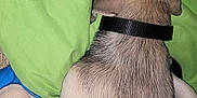 Bailey is registered to the contest to win money with this photo: animal, black, blanket, carpet, collar, comfort, cozy, cute, dog, domestic, fur, indoor, nap, paw, pet, relaxed, resting, side_view, sleeping, tan