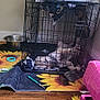 Bailey is registered to the contest to win money with this photo: animal, blanket, cage, chair, comfort, cozy, crate, dog, floor, fur, home, indoor, mat, pet, relaxed, resting, sunflower_pattern, toy, water_bowl, wood_floor