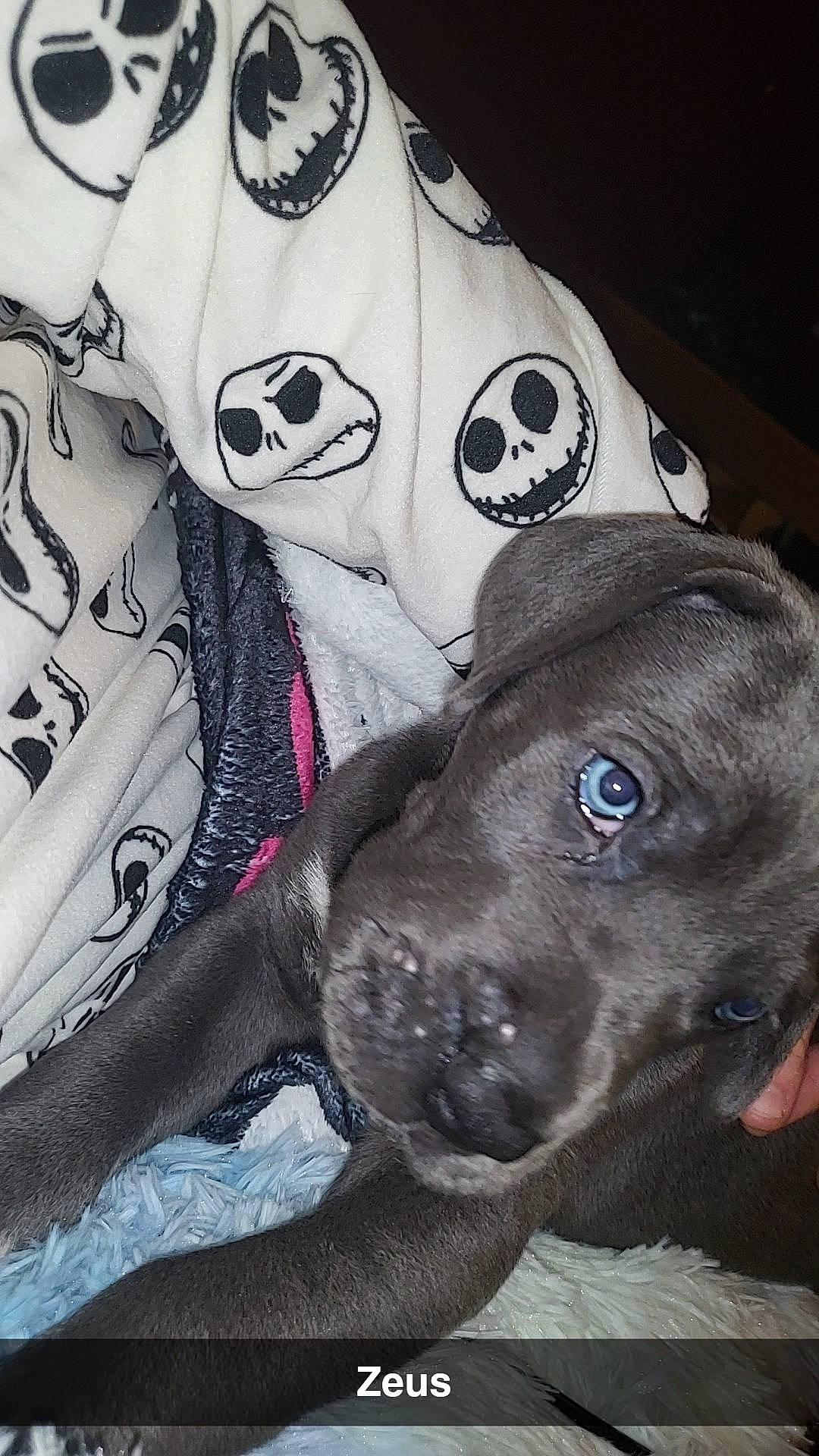 Zeus joined the competition — help win amazing prizes! art, canidae, carmine, carnivore, companion_dog, dog, dog_breed, fawn, fur, grey, jaw, liver, pattern, sleeve, snout, sporting_group, visual_arts, whiskers, white, working_animal