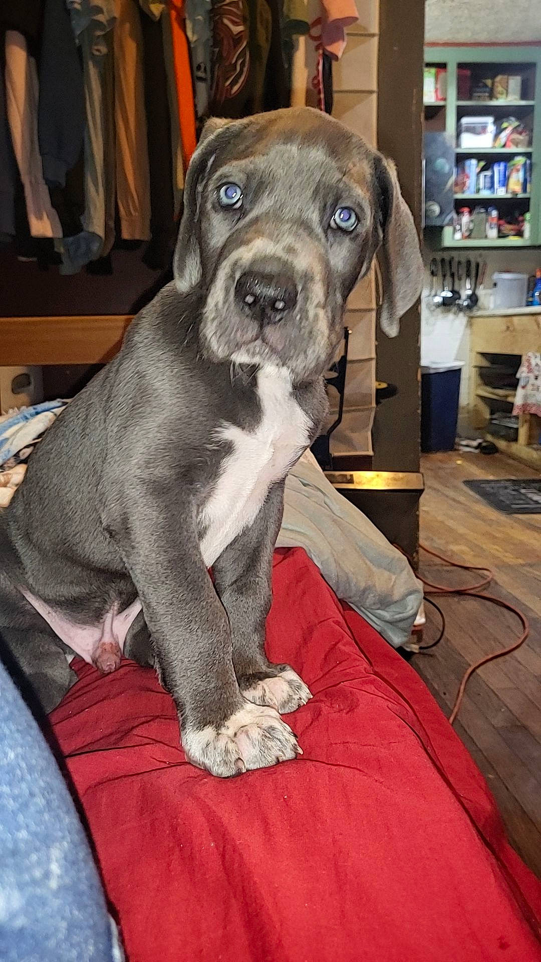 Zeus is registered to the contest to win money with this photo: canidae, carnivore, collar, comfort, companion_dog, dog, dog_breed, dog_collar, fawn, flooring, fur, guard_dog, non_sporting_group, pet_supply, shelf, shelving, sporting_group, whiskers, working_animal, working_dog