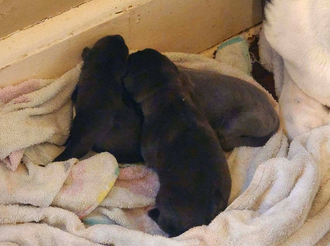 Zeus joined the competition — help win amazing prizes! canidae, carnivore, comfort, companion_dog, corgi_chihuahua, dog, dog_breed, fawn, fur, guard_dog, linens, liver, nap, non_sporting_group, sleep, sporting_group, tail, terrestrial_animal, working_animal