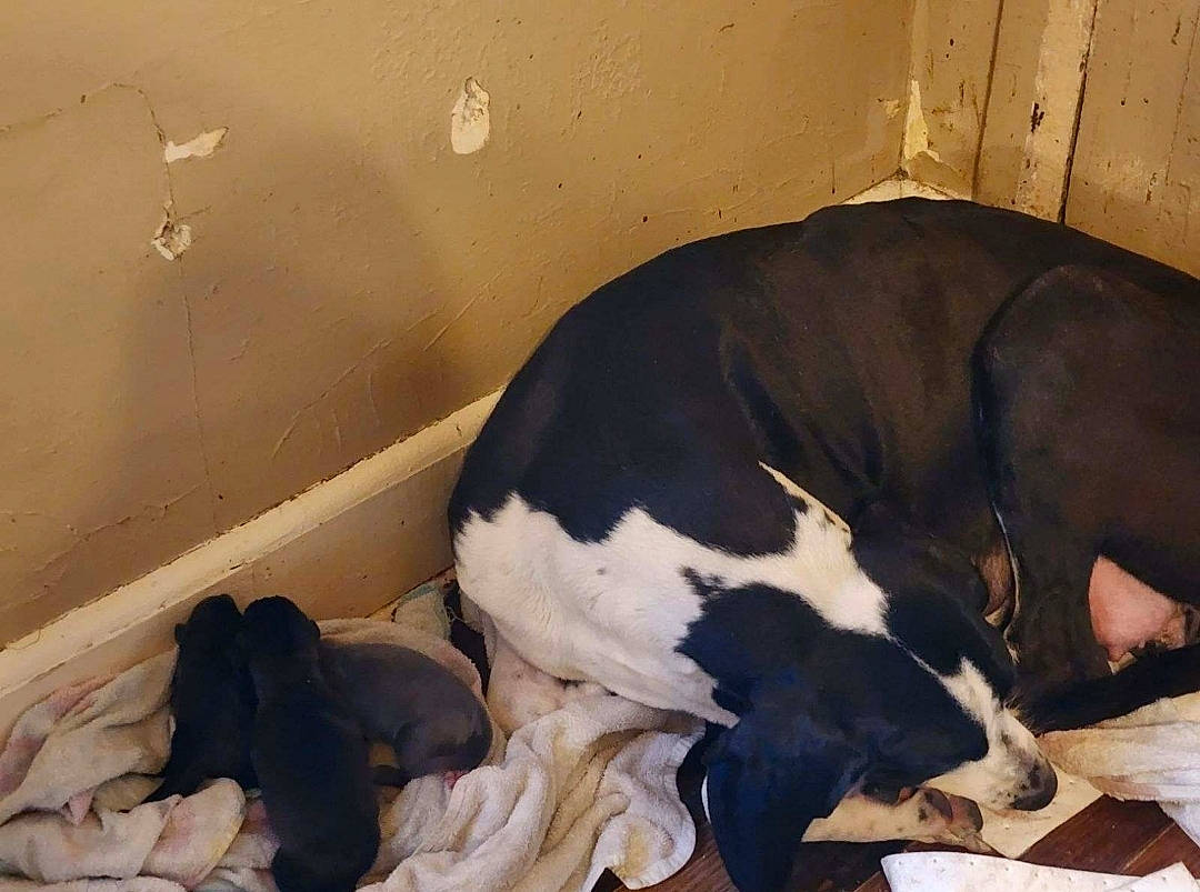 Zeus is registered to the contest to win money with this photo: carnivore, ceiling, comfort, companion_dog, dog, dog_breed, fawn, flooring, fur, great_dane, guard_dog, hardwood, linens, liver, nap, room, sporting_group, tail, wood, working_animal