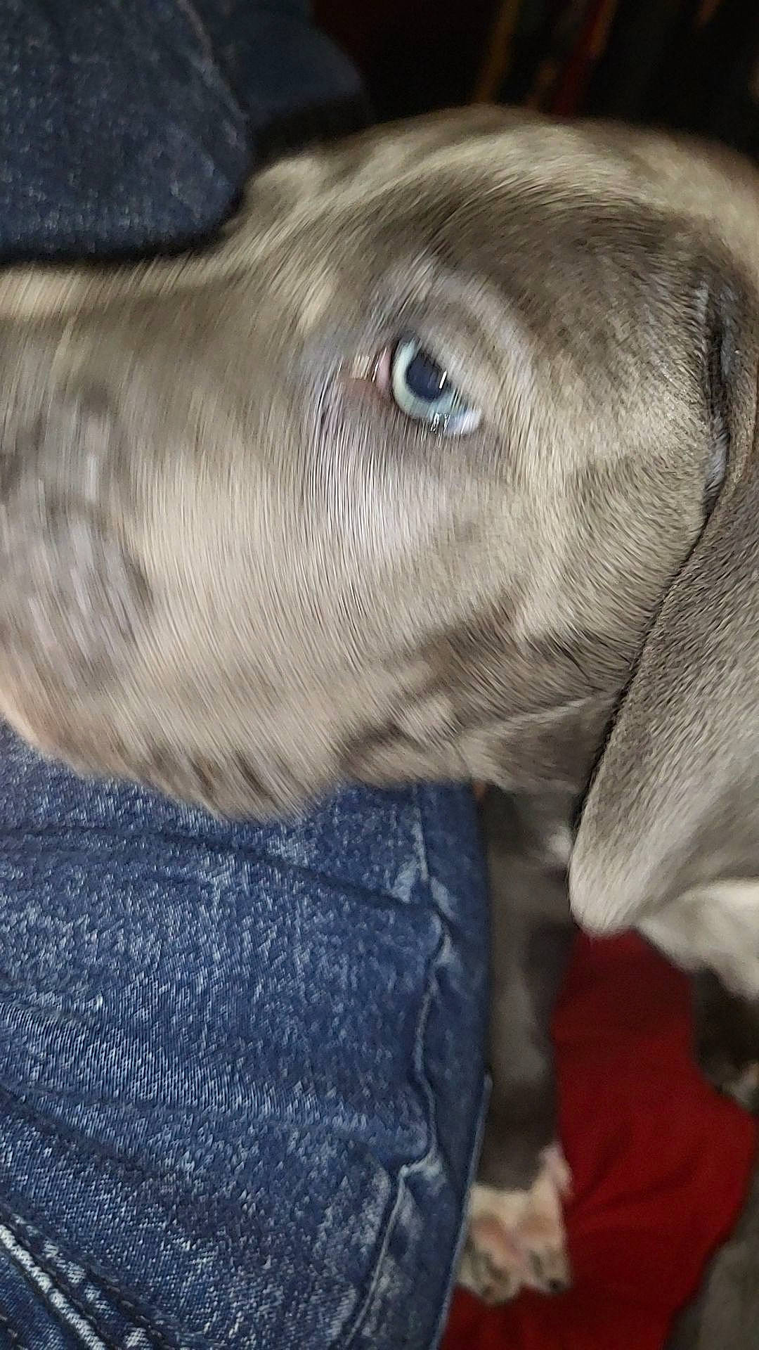 Zeus is registered to the contest to win money with this photo: canidae, carnivore, dog, dog_breed, electric_blue, eye, liver, marine_mammal, snout, sporting_group, stallion, terrestrial_animal, whiskers, wildlife, working_animal, wrinkle