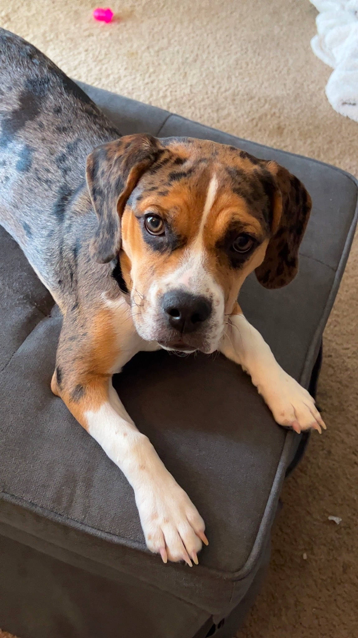 Koda is registered to the contest to win money with this photo: beagle, beagle_harrier, canidae, carnivore, collar, companion_dog, dog, dog_breed, fawn, finnish_hound, fur, hound, hunting_dog, puppy, scent_hound, snout, sporting_group, whiskers, working_animal, working_dog