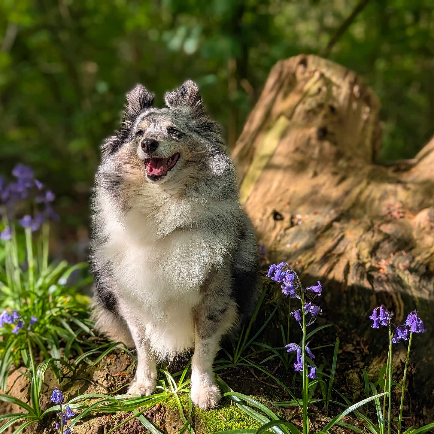 Heaven participe au concours pour gagner de l'argent avec cette photo : dog, animal, outdoor, nature, flower, purple_flower, tree_stump, moss, sunlight, greenery, forest, fur, pet, happy, smiling, canine, flora, plant, woodland, daylight