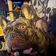 Diamond joined the competition — help win amazing prizes! dog, french_bulldog, brindle, close_up, pet, indoor, amber_eyes, ears, face, animal, skull_tapestry, cat_tree, furniture, home, cozy, curious, portrait, background, decor, mammal