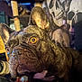 dog, french_bulldog, brindle, close_up, pet, indoor, amber_eyes, ears, face, animal, skull_tapestry, cat_tree, furniture, home, cozy, curious, portrait, background, decor, mammal