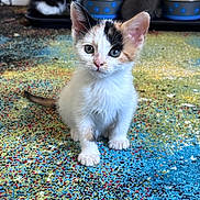Pebbles is registered to the contest to win money with this photo: animal, calico, carpet, cat, colorful, cute, domestic, ears, feline, floor, food_bowl, fur, indoor, kitten, pet, playful, small, three_cats, whiskers, young