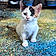 Pebbles