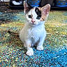 animal, calico, carpet, cat, colorful, cute, domestic, ears, feline, floor, food_bowl, fur, indoor, kitten, pet, playful, small, three_cats, whiskers, young