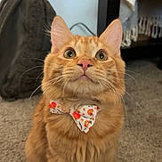 Kayleigh Thie is registered to the contest to win money with this photo: cat, orange_tabby, bow_tie, pet, indoor, carpet, curious, whiskers, ears, close_up, feline, cute, fall_theme, decorative, animal, domestic, sitting, looking_up, home, cozy