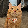 cat, orange_tabby, bow_tie, pet, indoor, carpet, curious, whiskers, ears, close_up, feline, cute, fall_theme, decorative, animal, domestic, sitting, looking_up, home, cozy