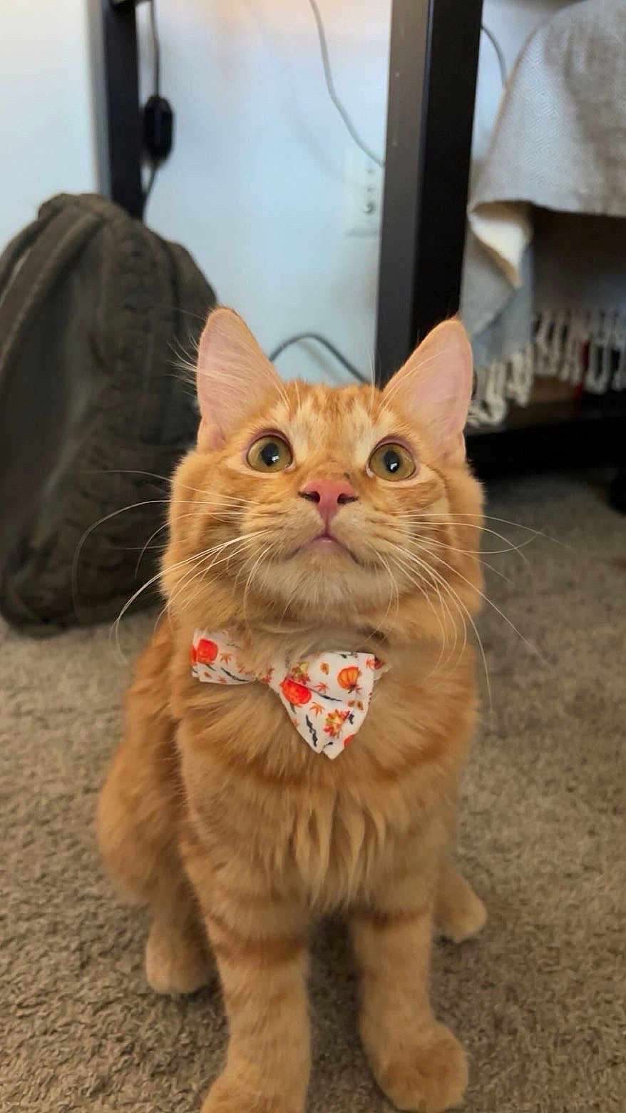 Kayleigh Thie is registered to the contest to win money with this photo: cat, orange_tabby, bow_tie, pet, indoor, carpet, curious, whiskers, ears, close_up, feline, cute, fall_theme, decorative, animal, domestic, sitting, looking_up, home, cozy