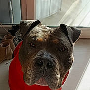 Storm participe au concours pour gagner de l'argent avec cette photo : dog, pet, indoors, red_sweater, sunlight, window, floor, paws, ears, face, nose, shadow, balcony, shoes, looking_up, portrait, animal, canine, expression, cozy