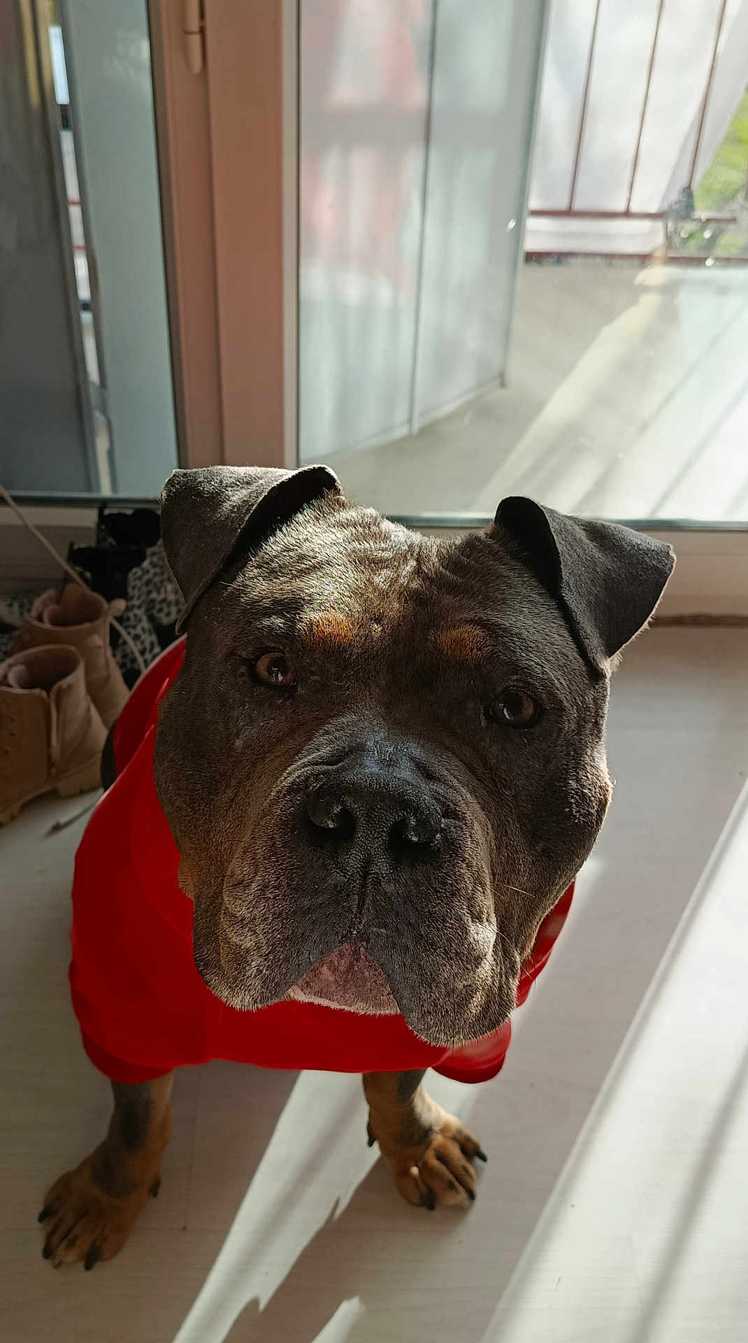 Storm participe au concours pour gagner de l'argent avec cette photo : dog, pet, indoors, red_sweater, sunlight, window, floor, paws, ears, face, nose, shadow, balcony, shoes, looking_up, portrait, animal, canine, expression, cozy