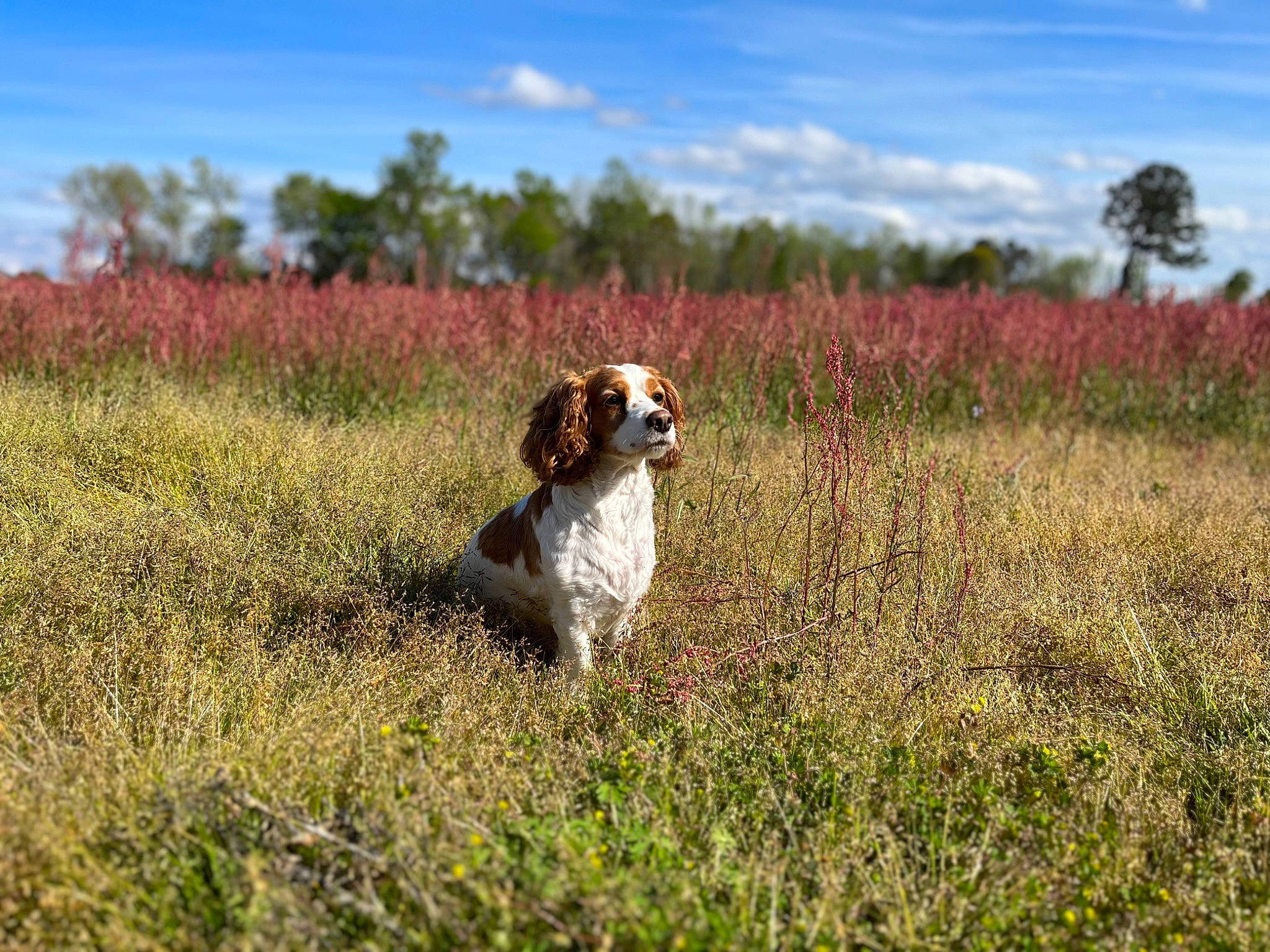 Cassi joined the competition — help win amazing prizes! agriculture, carnivore, cloud, companion_dog, dog, dog_breed, ecoregion, fawn, field, grass, grassland, landscape, meadow, natural_landscape, plain, plant, prairie, sky, tree, working_animal