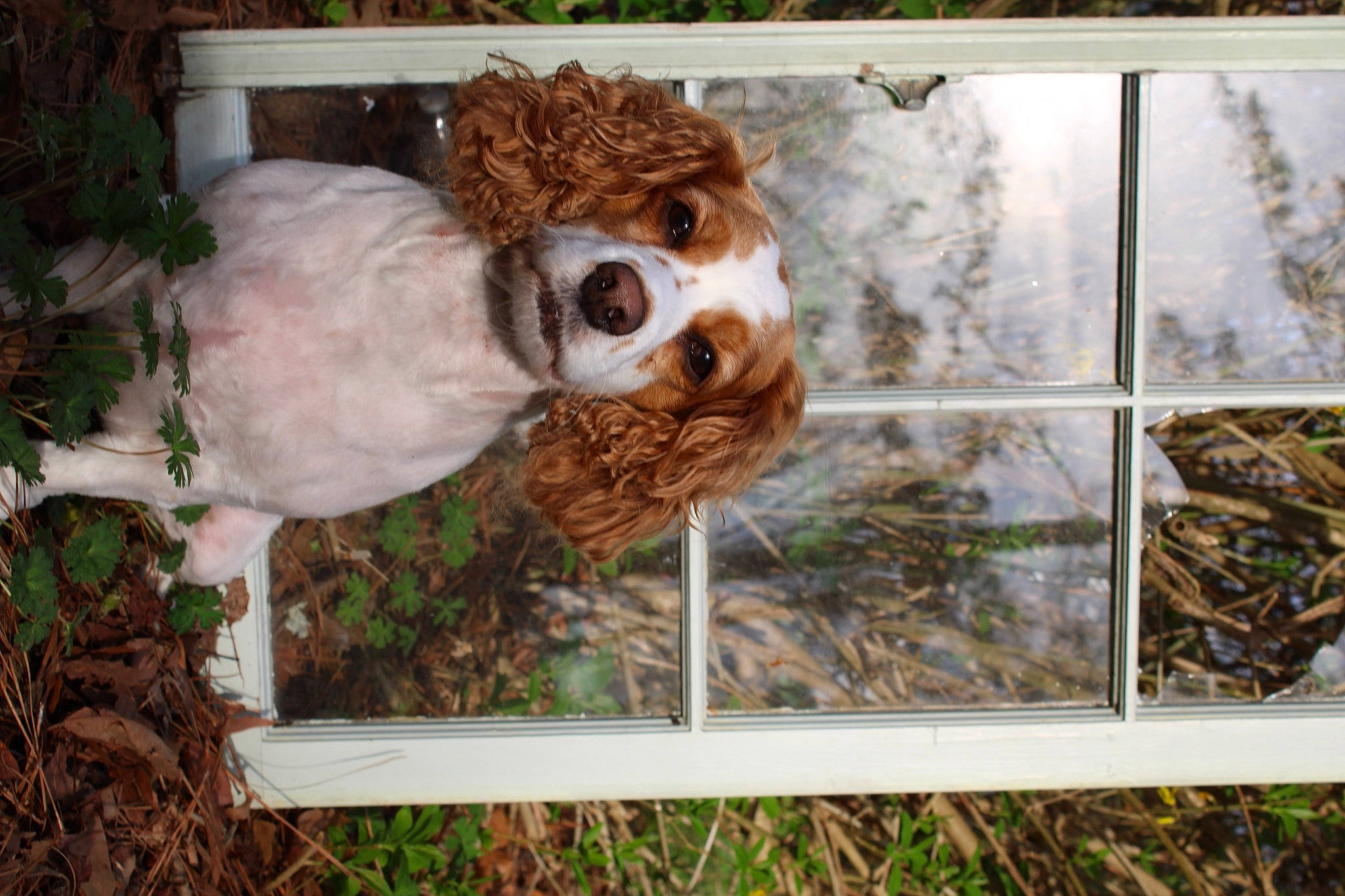 Cassi joined the competition — help win amazing prizes! animal_shelter, canidae, carnivore, cavalier_king_charles_spaniel, companion_dog, dog_breed, door, fawn, fur, grass, liver, plant, snout, spaniel, sporting_group, terrestrial_animal, toy, twig, wildlife, working_animal