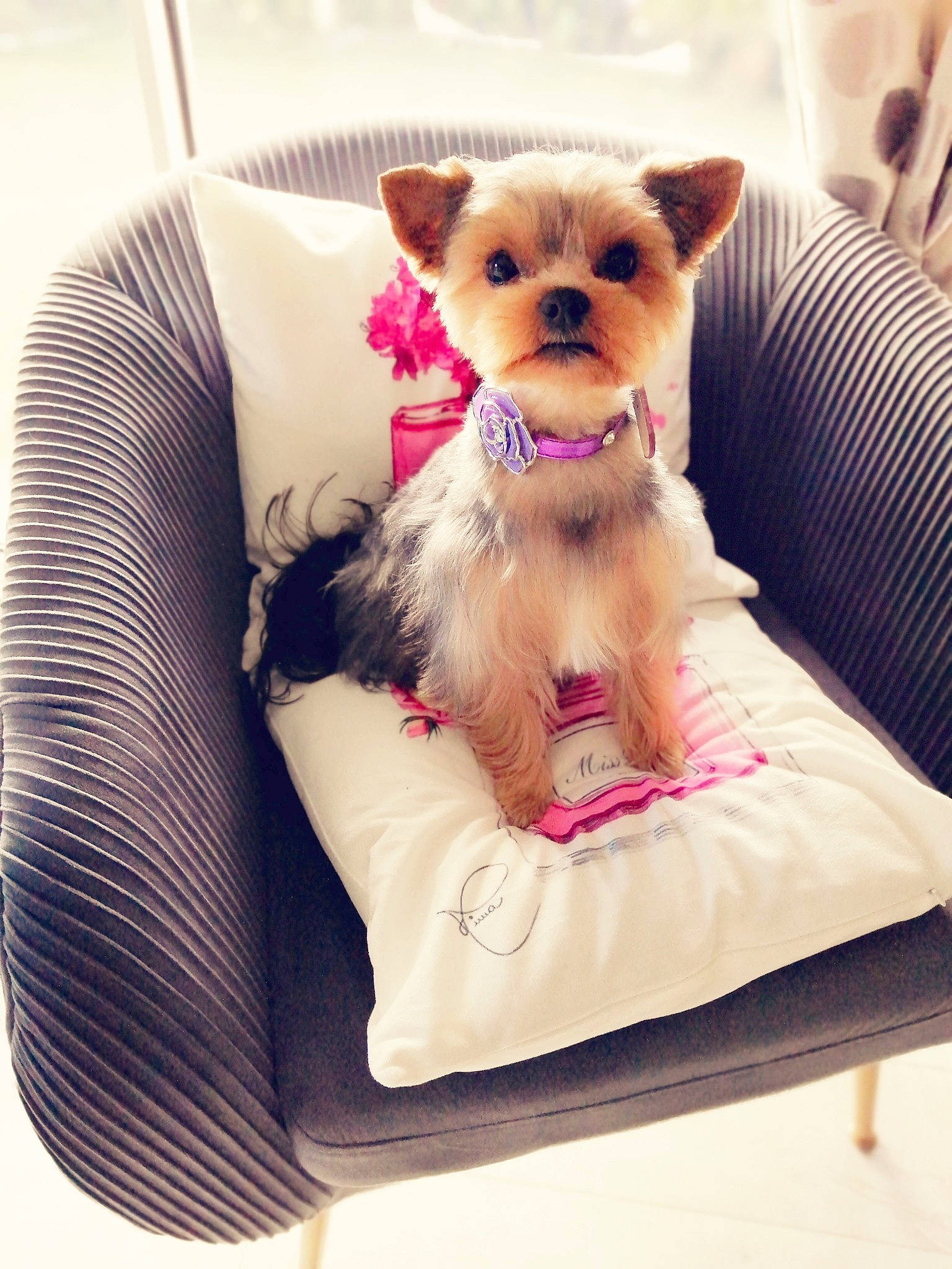 Rubie participe au concours pour gagner de l'argent avec cette photo : canidae, carnivore, comfort, companion_dog, dog, dog_breed, dog_supply, fashion_accessory, fawn, felidae, fur, magenta, pet_supply, pink, purple, stuffed_toy, toy, toy_dog, whiskers, working_animal