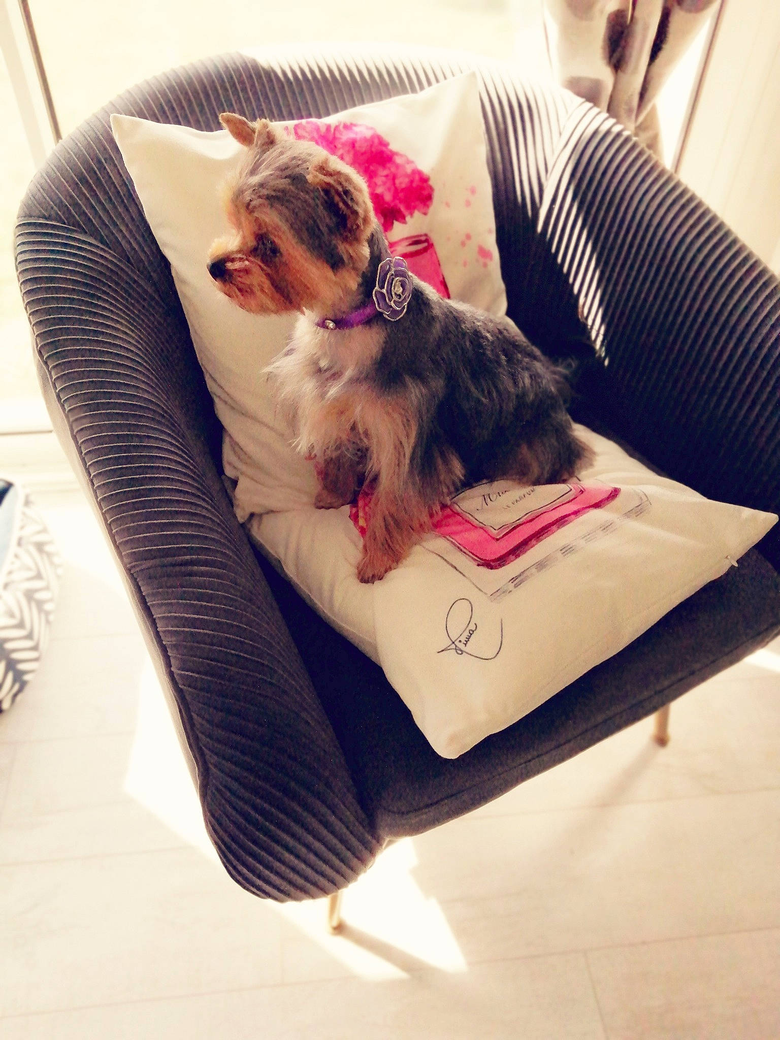 Rubie participe au concours pour gagner de l'argent avec cette photo : carnivore, chair, comfort, companion_dog, couch, dog, dog_breed, dog_clothes, dog_supply, eyewear, fawn, felidae, glasses, pet_supply, pillow, snout, sunglasses, tail, toy_dog, working_animal