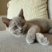 Moe is registered to the contest to win money with this photo: kitten, cat, gray_cat, pet, indoor, couch, pillow, furniture, relaxing, cute, animal, whiskers, closeup, fur, domestic_cat, ears, eyes, paw, resting, soft
