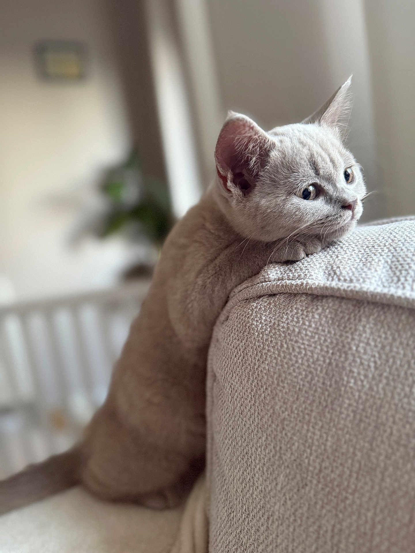 Moe is registered to the contest to win money with this photo: kitten, cat, feline, pet, indoor, couch, furniture, beige, curious, young, fluffy, soft_focus, close_up, home, cozy, relaxed, animal, portrait, texture, cute