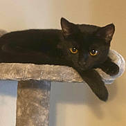 Tinkerbell is registered to the contest to win money with this photo: animal, black_cat, cat, cat_tree, cute, domestic_cat, ears, feline, fur, home, indoor, looking, mammal, paw, perch, pet, relaxed, resting, whiskers, yellow_eyes