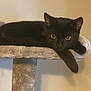 animal, black_cat, cat, cat_tree, cute, domestic_cat, ears, feline, fur, home, indoor, looking, mammal, paw, perch, pet, relaxed, resting, whiskers, yellow_eyes