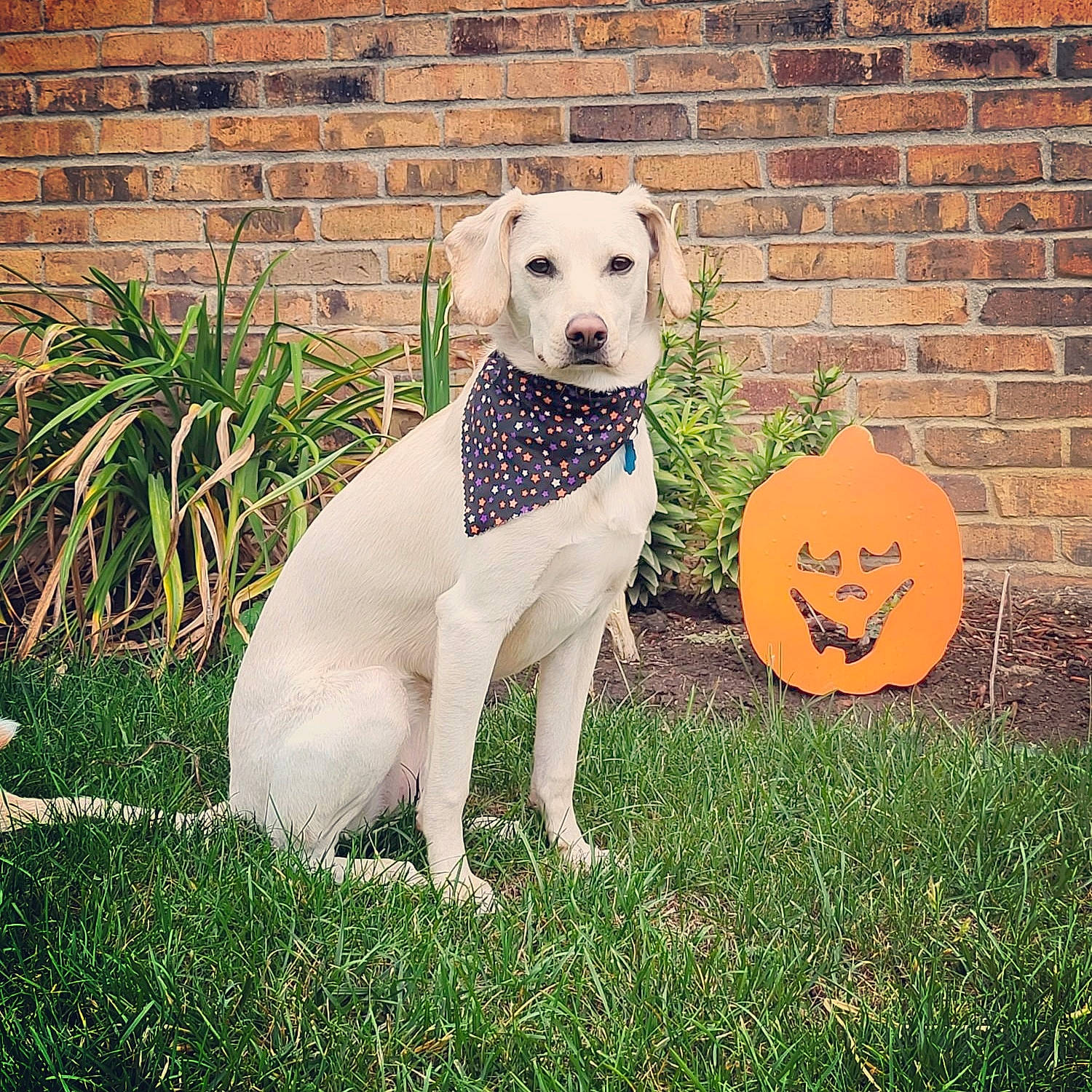 Daisy joined the competition — help win amazing prizes! art, brick, brickwork, canidae, carnivore, collar, companion_dog, dog, dog_breed, dog_collar, dog_supply, fawn, grass, pet_supply, plant, snout, sporting_group, sports_toy, tail, working_animal