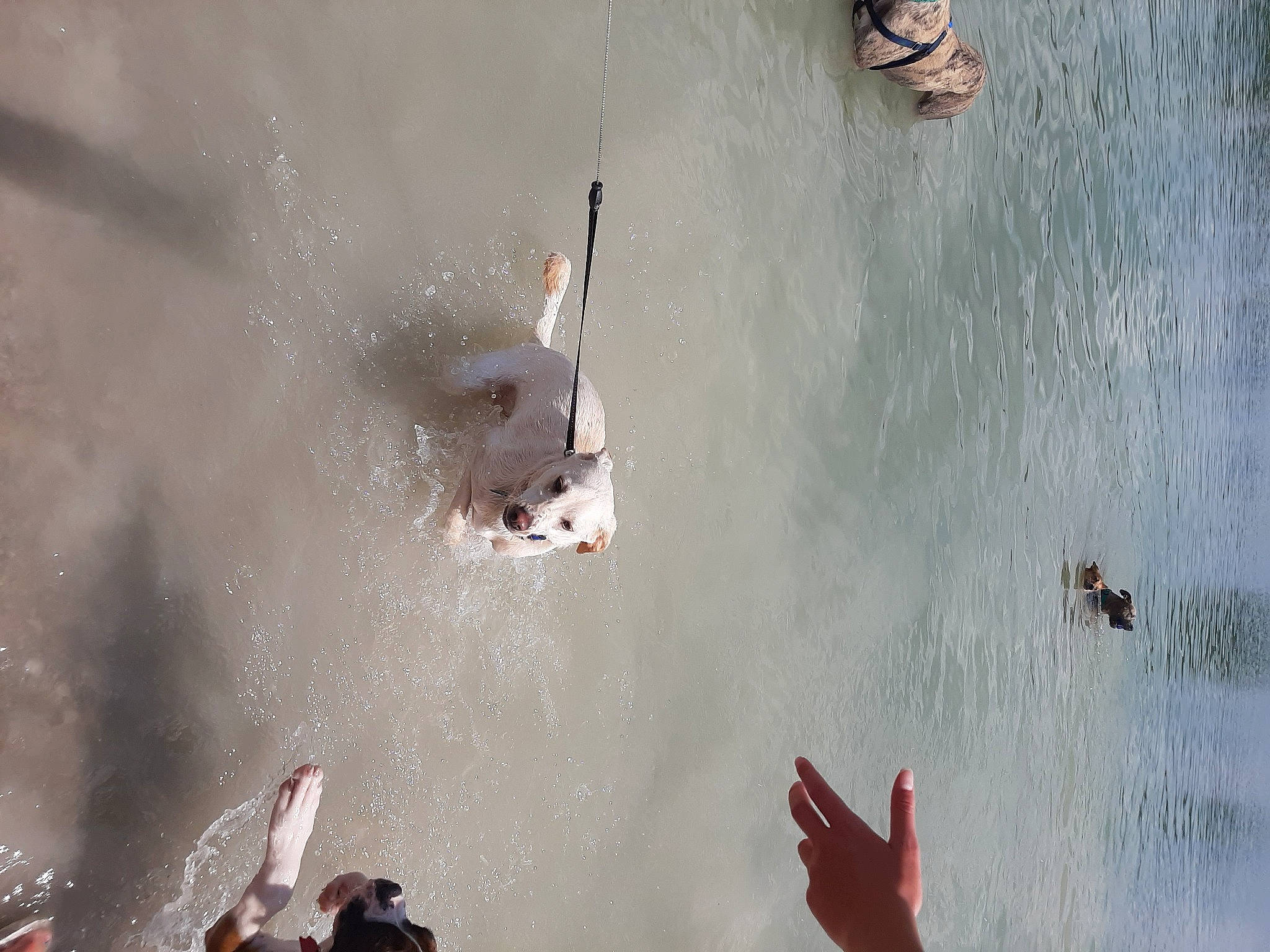 Daisy is registered to the contest to win money with this photo: adventure, carmine, event, extreme_sport, fun, gesture, lake, leisure, pollution, pond, recreation, reflection, reservoir, seabird, shadow, sky, smoke, water, water_bird, white