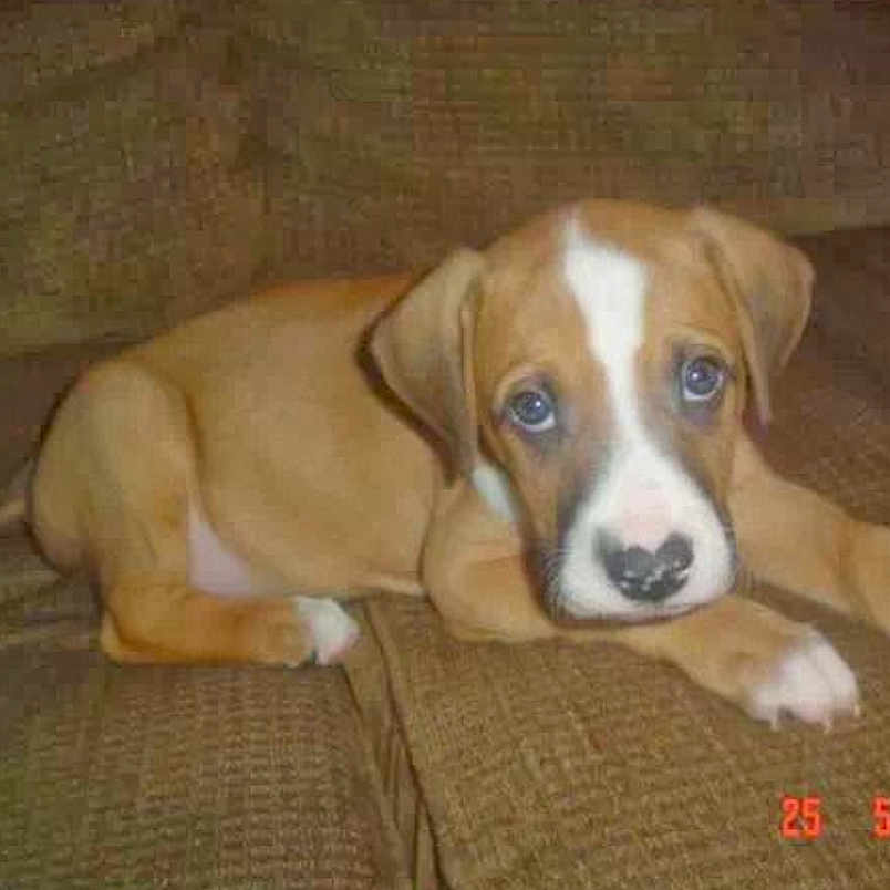 Buddy is registered to the contest to win money with this photo: animal, beagle, bostonbull, boxer, bulldog, canine, couch, cushion, dog, furniture, greatdane, homedecor, hound, husky, labradorretriever, pet, pitbull, puppy, saintbernard, snout