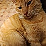 cat, ginger_cat, tabby, close_up, fur, whiskers, pet, animal, indoor, floor, sleepy, cute, mammal, domestic_animal, feline, portrait, soft_texture, face, ears, orange_fur