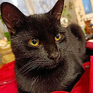 Titi participe au concours pour gagner de l'argent avec cette photo : cat, black_cat, animal, pet, feline, yellow_eyes, whiskers, indoor, red_fabric, close_up, portrait, relaxed, fur, window, plant, cozy, domestic, mammal, cute, resting