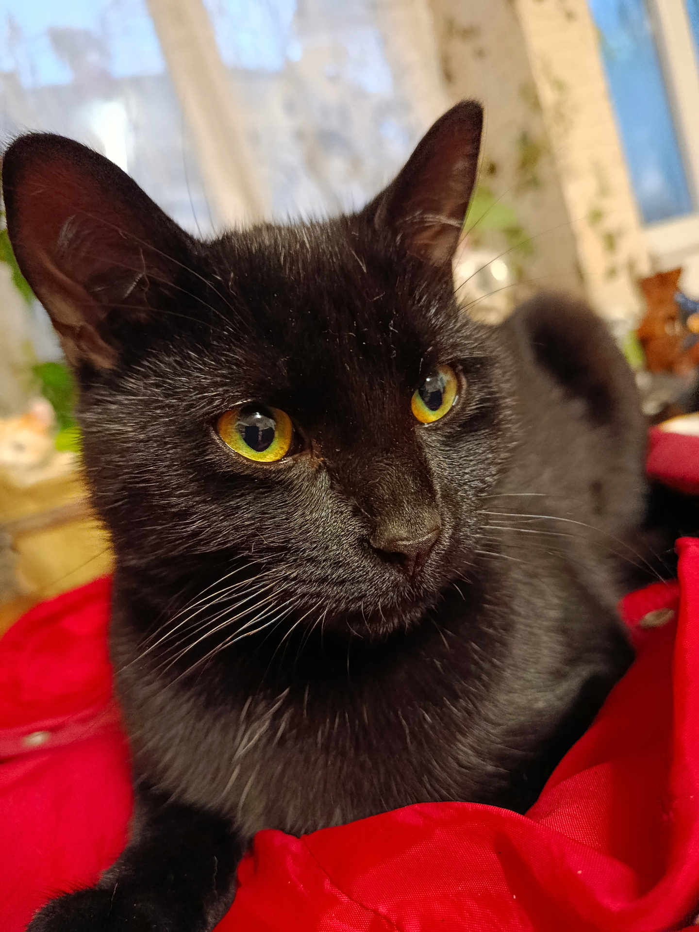 Titi participe au concours pour gagner de l'argent avec cette photo : cat, black_cat, animal, pet, feline, yellow_eyes, whiskers, indoor, red_fabric, close_up, portrait, relaxed, fur, window, plant, cozy, domestic, mammal, cute, resting