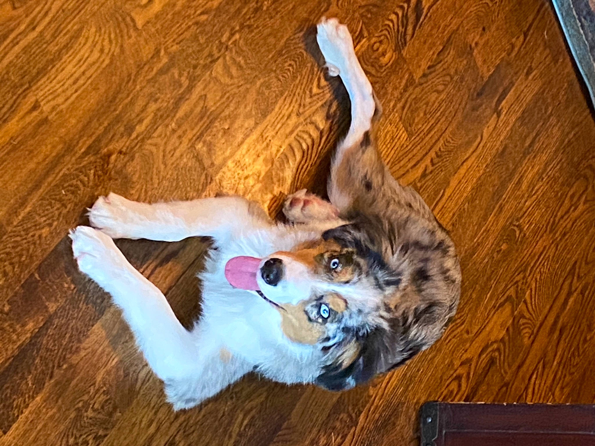 Oakley is registered to the contest to win money with this photo: canidae, carnivore, companion_dog, dog, dog_breed, fawn, felidae, floor, flooring, fur, hardwood, laminate_flooring, paw, rough_collie, sporting_group, tail, varnish, wood, wood_flooring, wood_stain