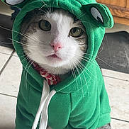 Gus Gus is registered to the contest to win money with this photo: animal, cat, close_up, costume, cute, domestic_animal, eyes, fabric, funny, furry, green_hoodie, hood, indoor, mammal, pet, pink_nose, playful, portrait, tile_floor, whiskers