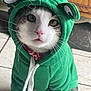 animal, cat, close_up, costume, cute, domestic_animal, eyes, fabric, funny, furry, green_hoodie, hood, indoor, mammal, pet, pink_nose, playful, portrait, tile_floor, whiskers