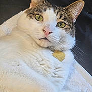 Chyna joined the competition — help win amazing prizes! cat, close_up, green_eyes, pink_nose, white_fur, tabby_fur, pet, animal, relaxed, lying_down, blanket, collar, tag, whiskers, indoor, cute, feline, soft_texture, portrait, domestic_cat