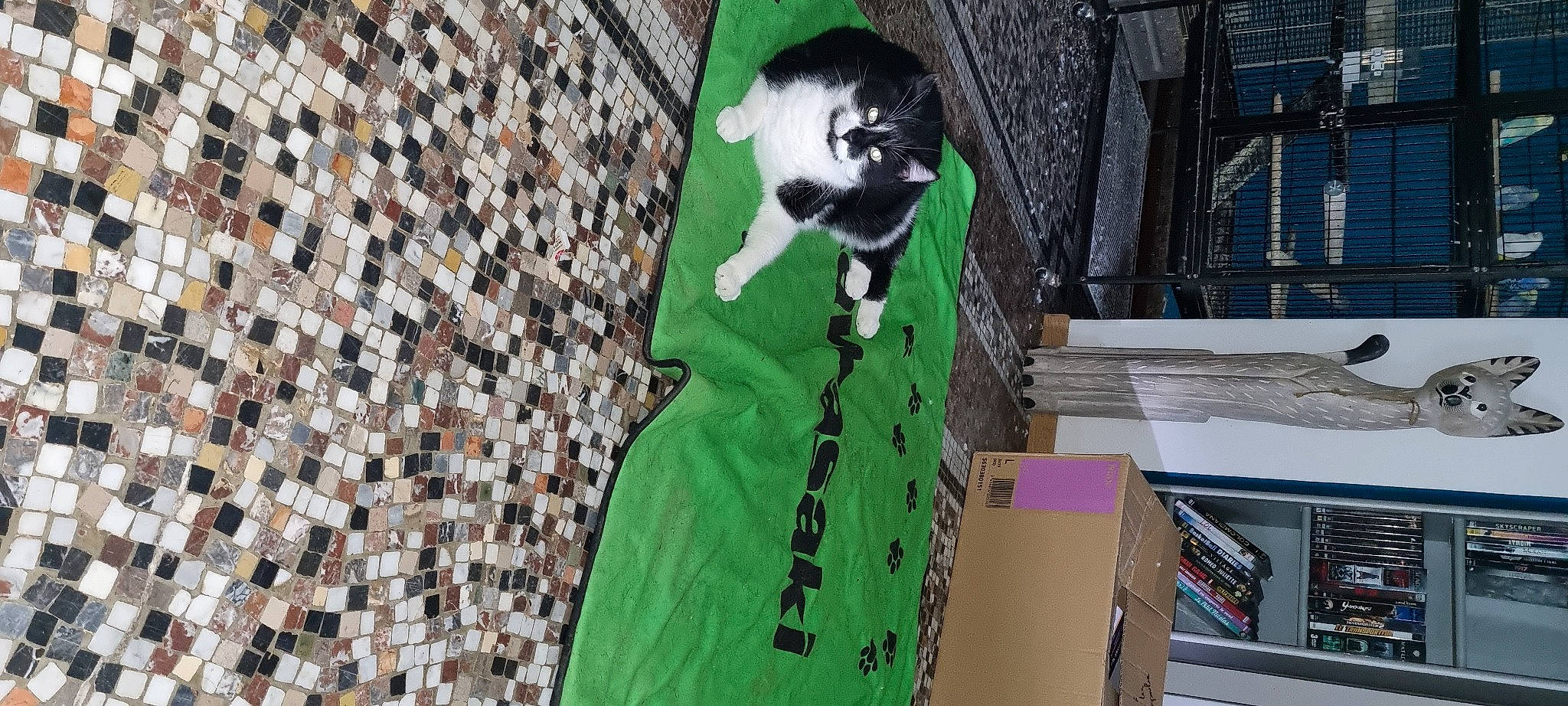 Felix participe au concours pour gagner de l'argent avec cette photo : carnivore, companion_dog, costume, dog_breed, dog_supply, fashion_design, fictional_character, fur, grass, linens, pattern, tail