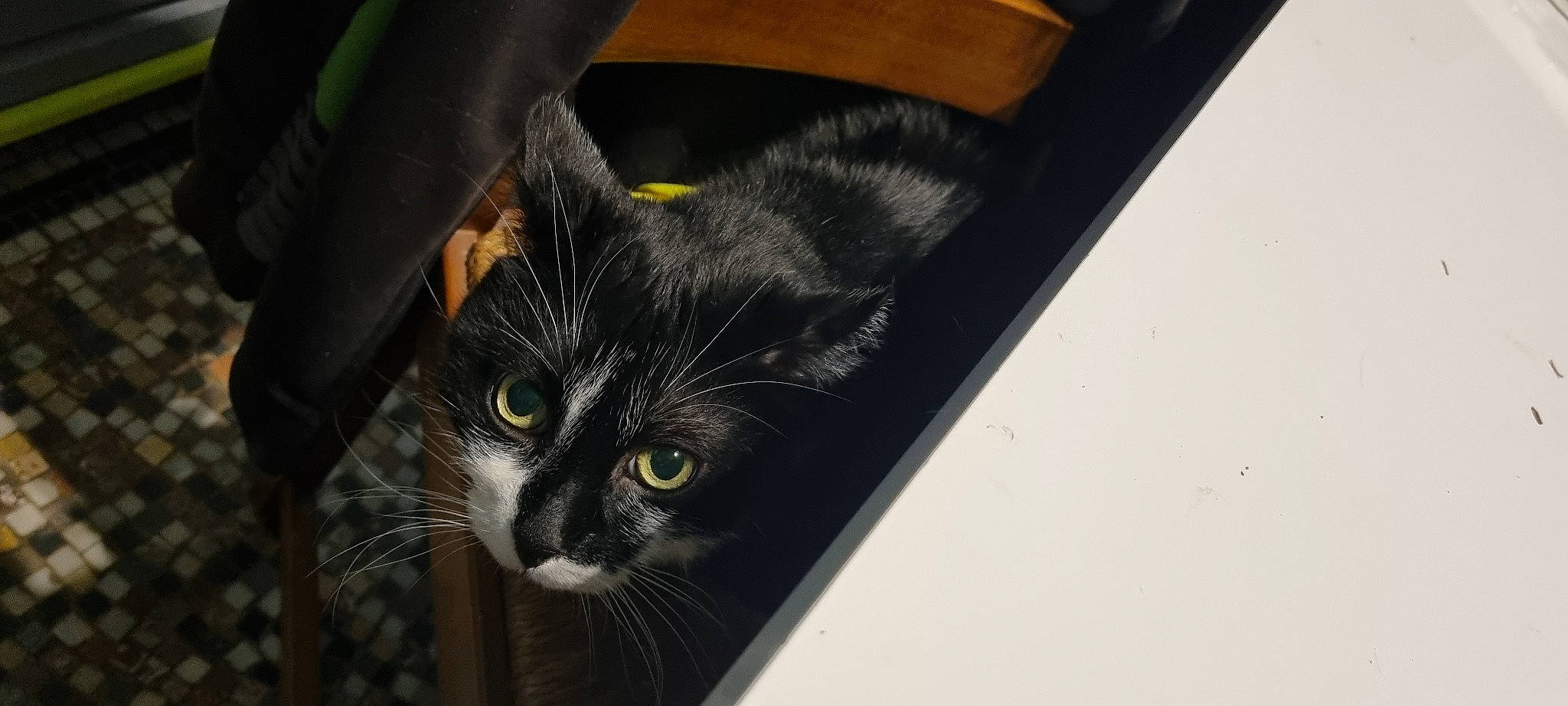 Felix participe au concours pour gagner de l'argent avec cette photo : black_cat, carnivore, cat, domestic_short_haired_cat, felidae, fur, monochrome_photography, small_to_medium_sized_cats, snout, tail, whiskers, window