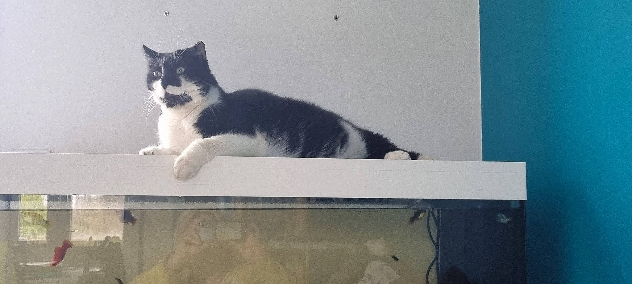 Felix a rejoint le concours — aidez-le/la à gagner de superbes lots ! carnivore, cat, domestic_short_haired_cat, felidae, fur, monochrome_photography, paw, pet_supply, rectangle, room, shelf, small_to_medium_sized_cats, tail, whiskers, window