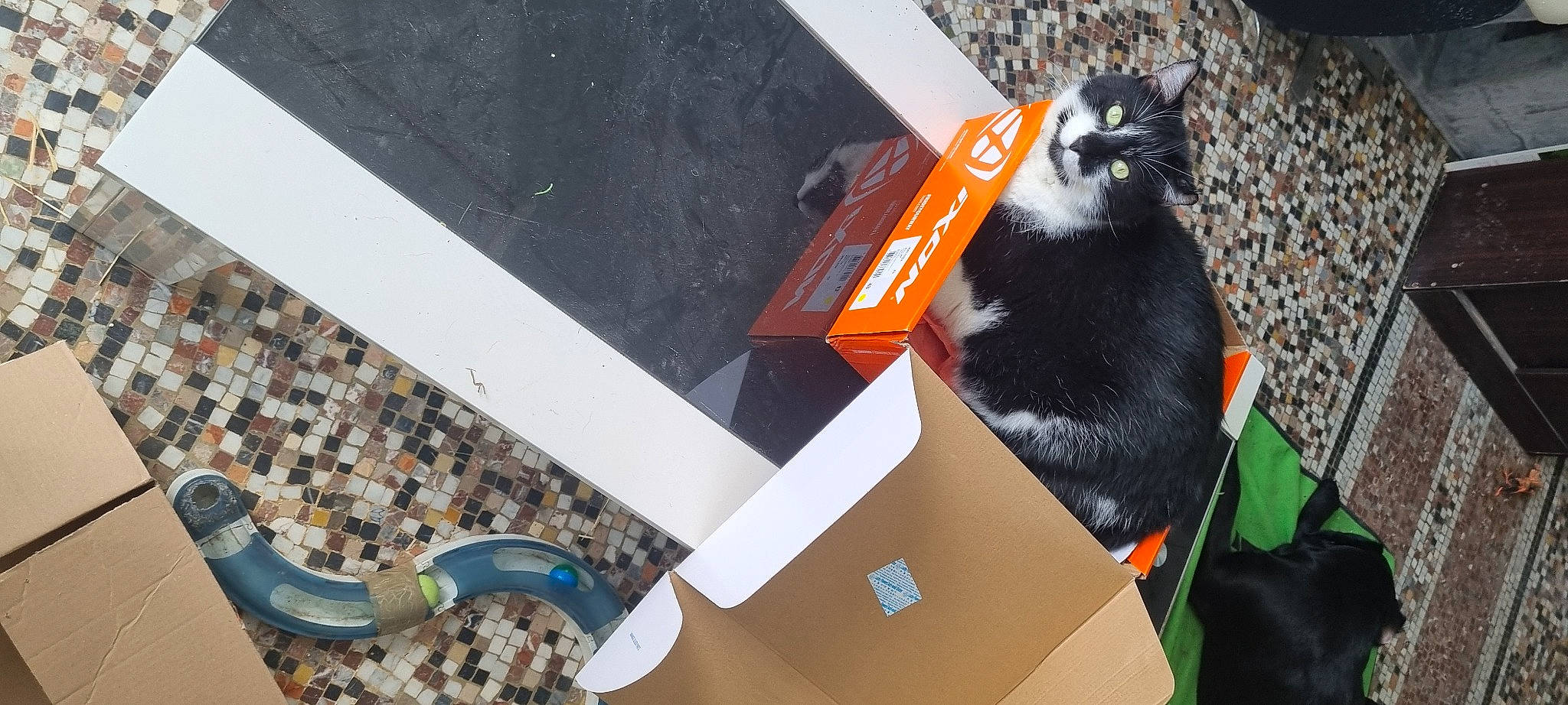 Felix a rejoint le concours — aidez-le/la à gagner de superbes lots ! box, bumper, canidae, cardboard, carmine, carnivore, carton, felidae, font, fur, packaging_and_labeling, plastic, room, shipping_box, small_to_medium_sized_cats, tail, whiskers