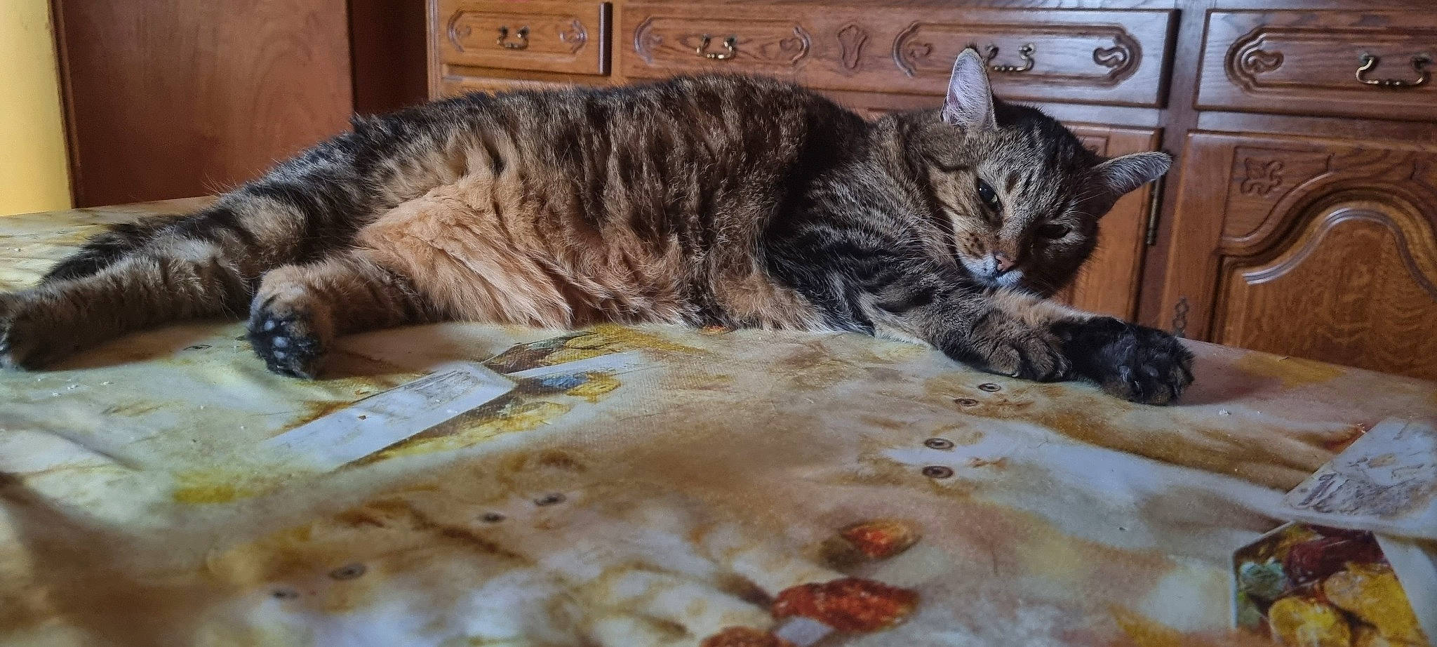 Isis participe au concours pour gagner de l'argent avec cette photo : carnivore, cat, claw, comfort, domestic_short_haired_cat, felidae, fur, nap, paw, sleep, small_to_medium_sized_cats, snout, tail, terrestrial_animal, whiskers, wildlife