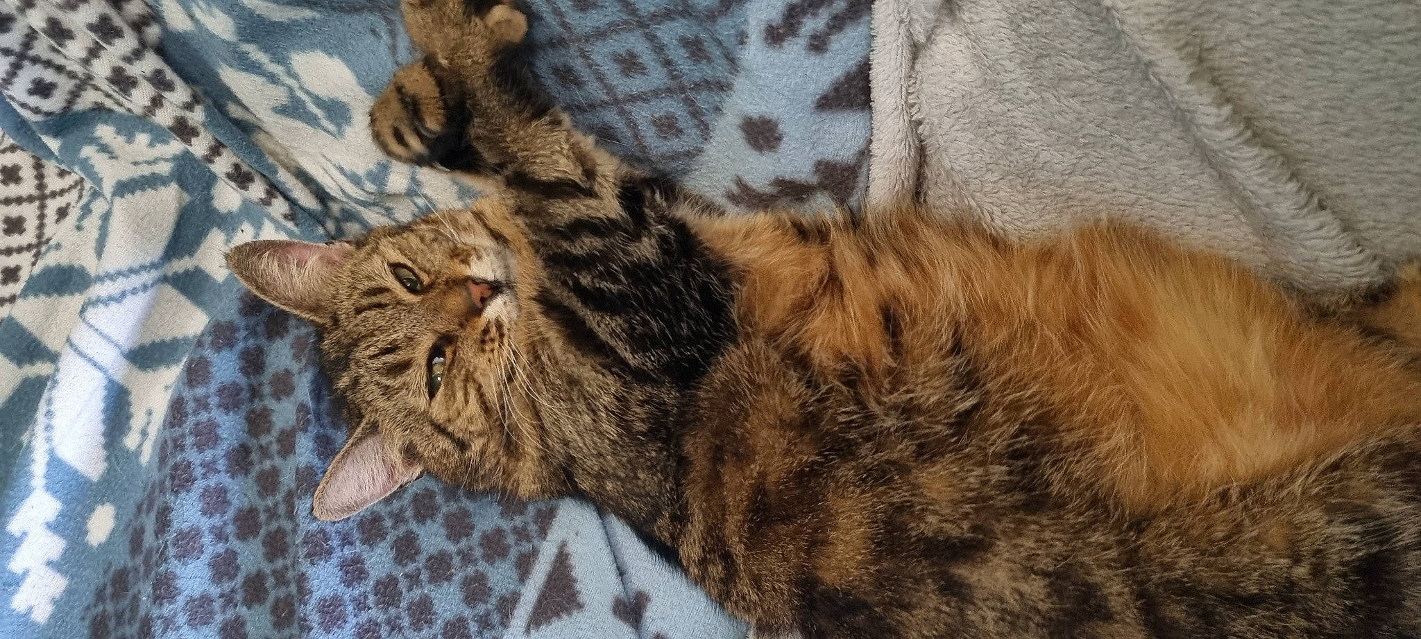 Isis a rejoint le concours — aidez-le/la à gagner de superbes lots ! brown, carnivore, cat, claw, comfort, domestic_short_haired_cat, felidae, fur, pattern, paw, small_to_medium_sized_cats, snout, tail, terrestrial_animal, whiskers, wood