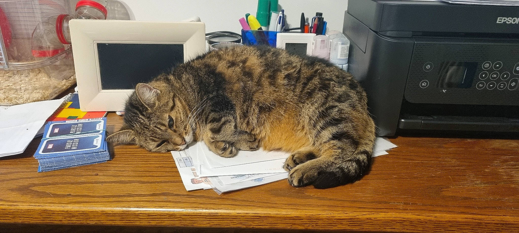 Isis participe au concours pour gagner de l'argent avec cette photo : carnivore, cat, comfort, domestic_short_haired_cat, felidae, fur, gas, home_appliance, nap, paw, small_to_medium_sized_cats, table, tail, terrestrial_animal, whiskers