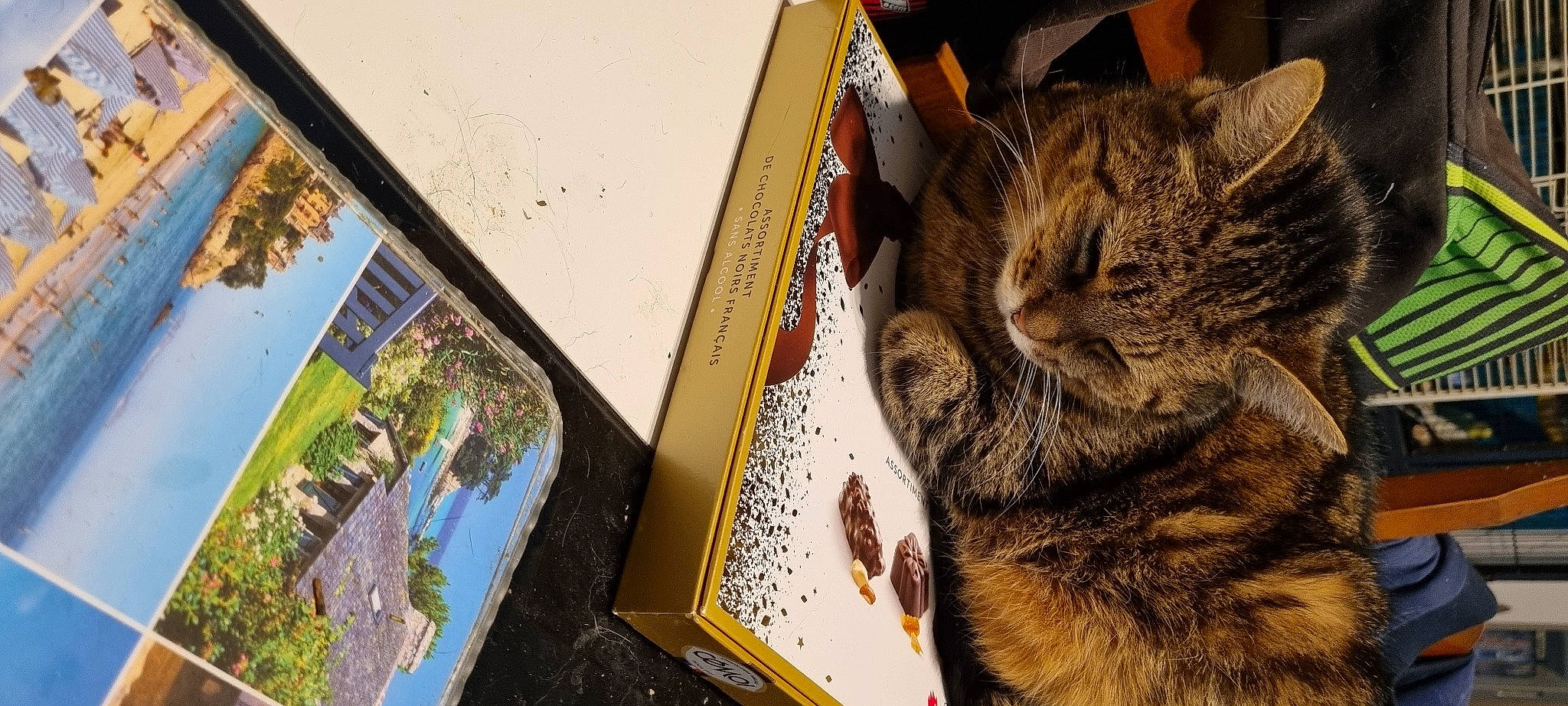 Isis a rejoint le concours — aidez-le/la à gagner de superbes lots ! art, brown, carnivore, cat, domestic_short_haired_cat, felidae, fur, grass, organism, paw, picture_frame, plant, small_to_medium_sized_cats, snout, tail, tree, visual_arts, whiskers, wildlife