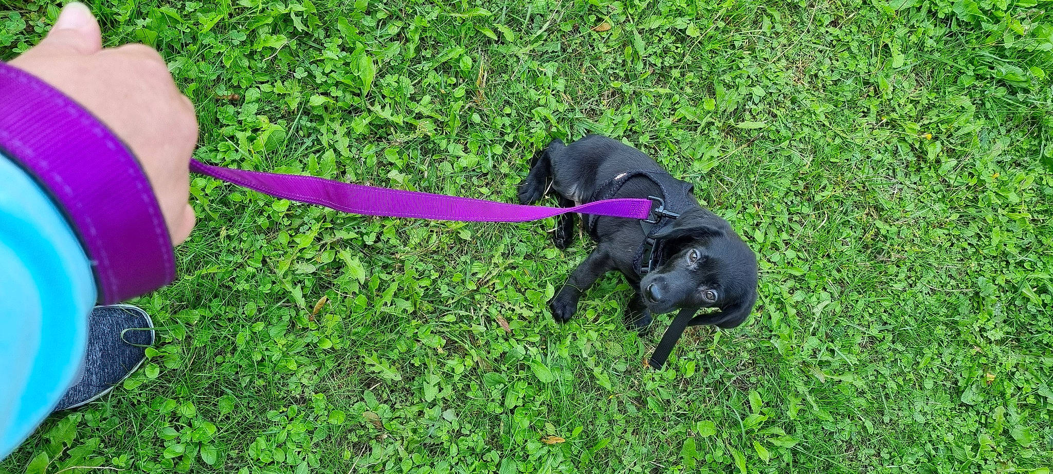 Toupie a rejoint le concours — aidez-le/la à gagner de superbes lots ! canidae, carnivore, collar, companion_dog, dog, dog_breed, dog_collar, dog_supply, electric_blue, fashion_accessory, grass, groundcover, gun_dog, leash, pet_supply, plant, sporting_group, tail, terrestrial_animal, working_animal