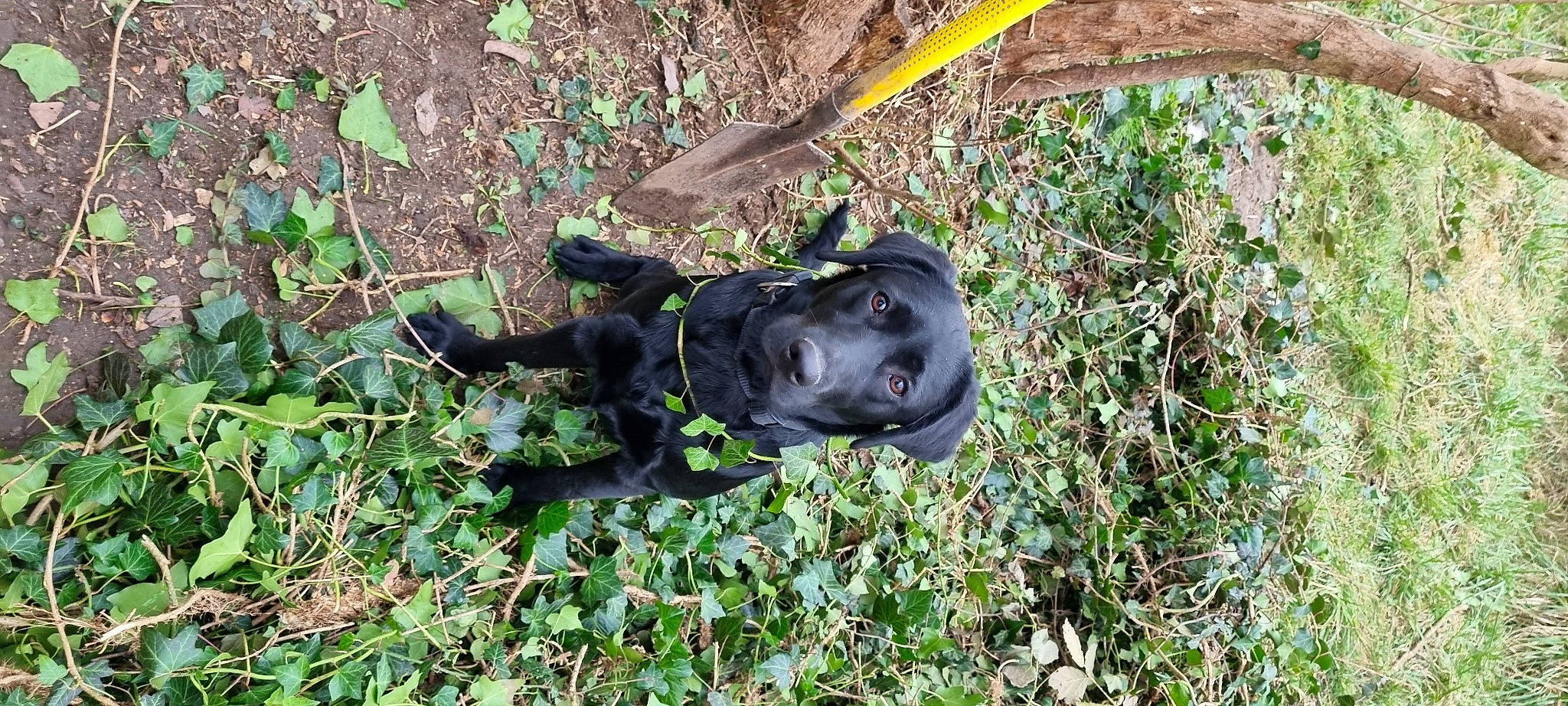 Toupie participe au concours pour gagner de l'argent avec cette photo : borador, companion_dog, dog, dog_breed, grass, groundcover, guard_dog, hunting_dog, non_sporting_group, personal_protective_equipment, plant, terrestrial_animal, working_animal